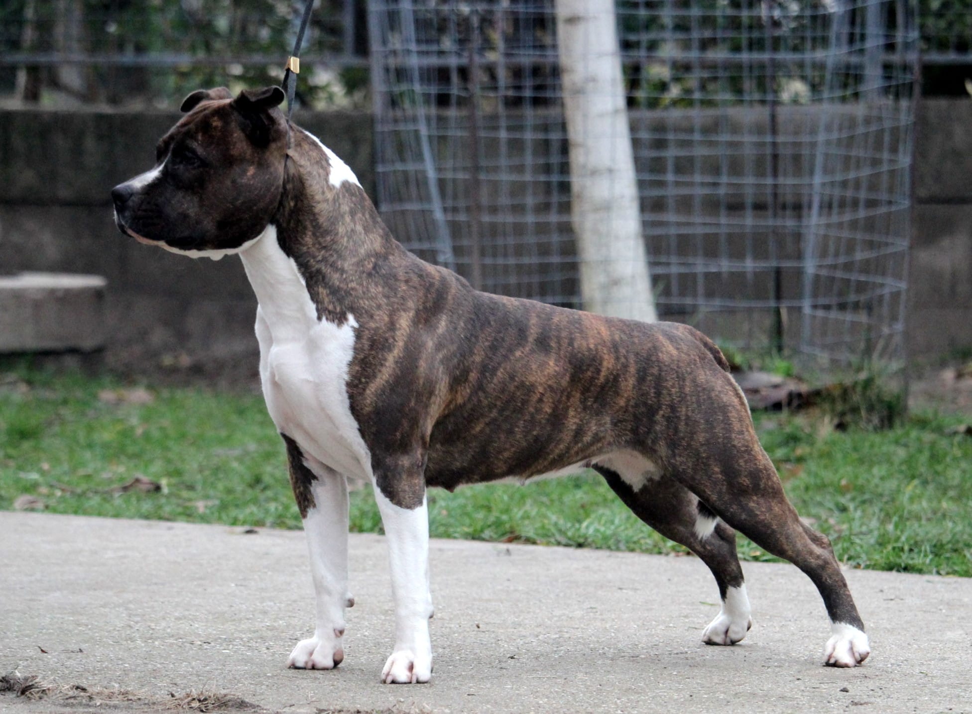 Allrobico's Main Attraction – Onea – PhaSta Domum Amstaff